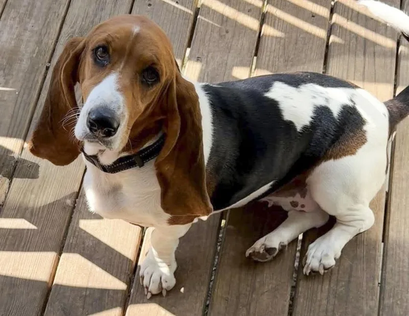 A young medium-sized female Basset Hound dog named Priscilla for adoption in Mays Landing, NJ