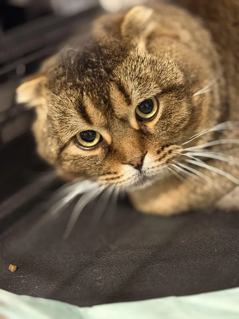 Archimedes