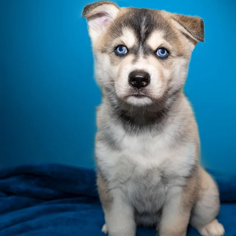 A baby large-sized male Yellow / Tan / Blond / Fawn Mixed Breed dog named Tiramisu for adoption in Owosso, MI