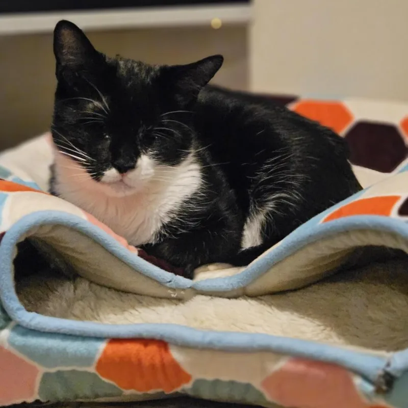 An adult medium-sized female Black Domestic Short Hair cat named Athena for adoption in Lynchburg, VA