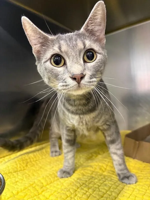 A young medium-sized female Tabby (Gray / Blue / Silver) Domestic Short Hair cat named Sarafina for adoption in Saint Charles, MO