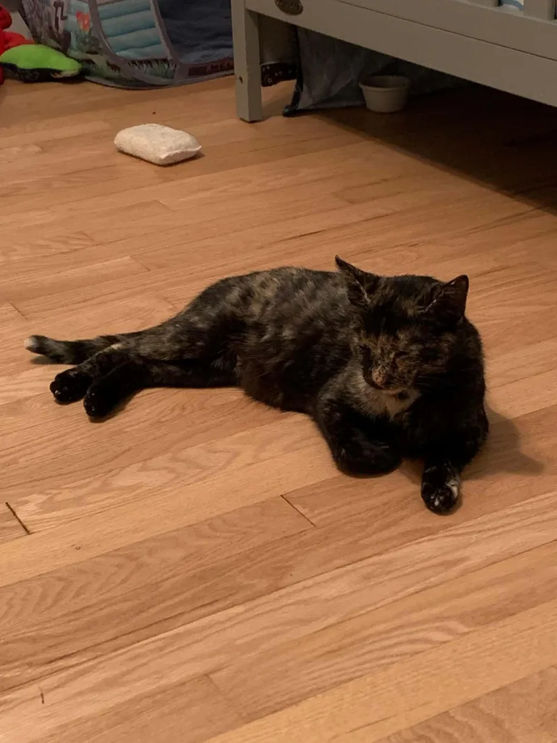 A young medium-sized female Tortoiseshell Domestic Short Hair cat named Mama Sugar for adoption in Muskego, WI