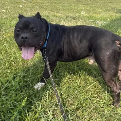 An adult large-sized male Black Pit Bull Terrier dog named Enzo for adoption in Syracuse, NY