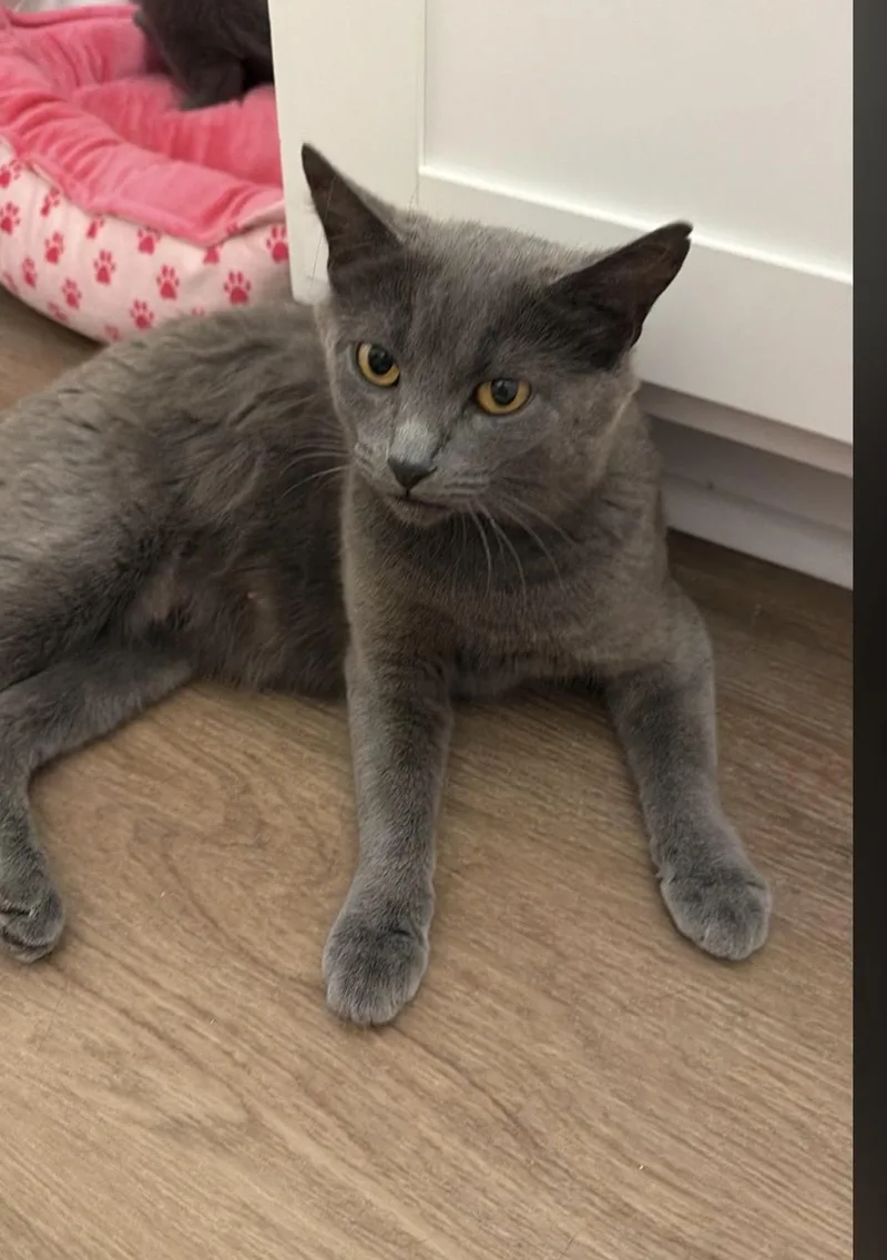 An adult small-sized female Gray / Blue / Silver Domestic Short Hair cat named Taylor for adoption in Sellersburg, IN