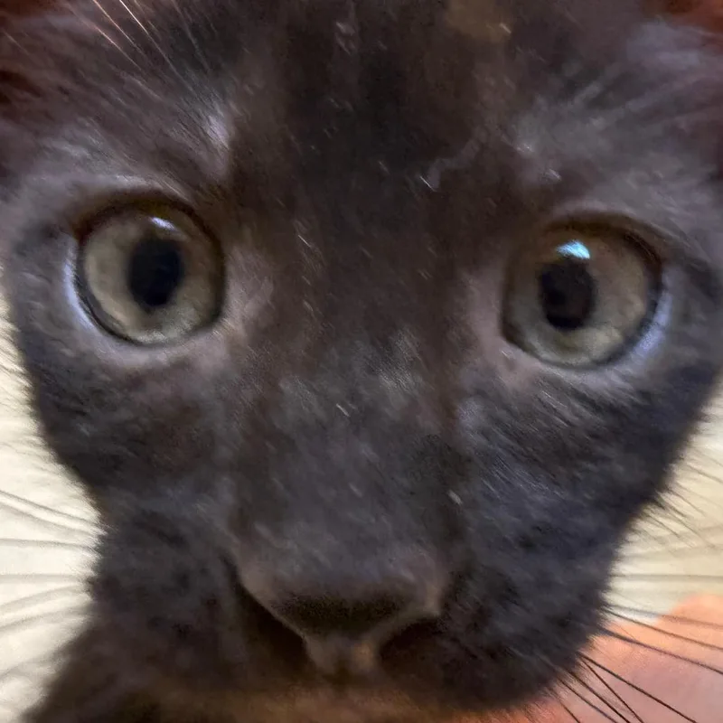 A baby small-sized male Black Domestic Short Hair cat named Orestes for adoption in Austin, TX