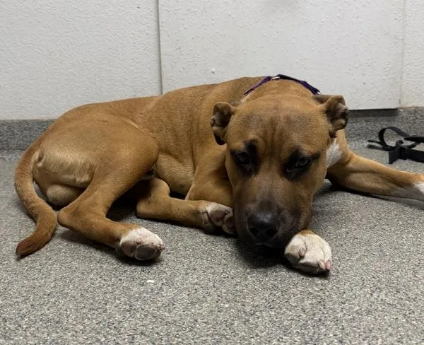 A young large-sized male Pit Bull Terrier dog named Chopper for adoption in Escondido, CA