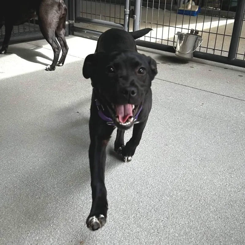A young medium-sized female Black Retriever dog named Regina for adoption in Greenville, SC