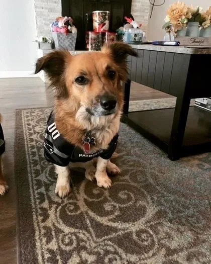 An adult small-sized female Mixed Breed dog named Storm for adoption in West Chester, PA