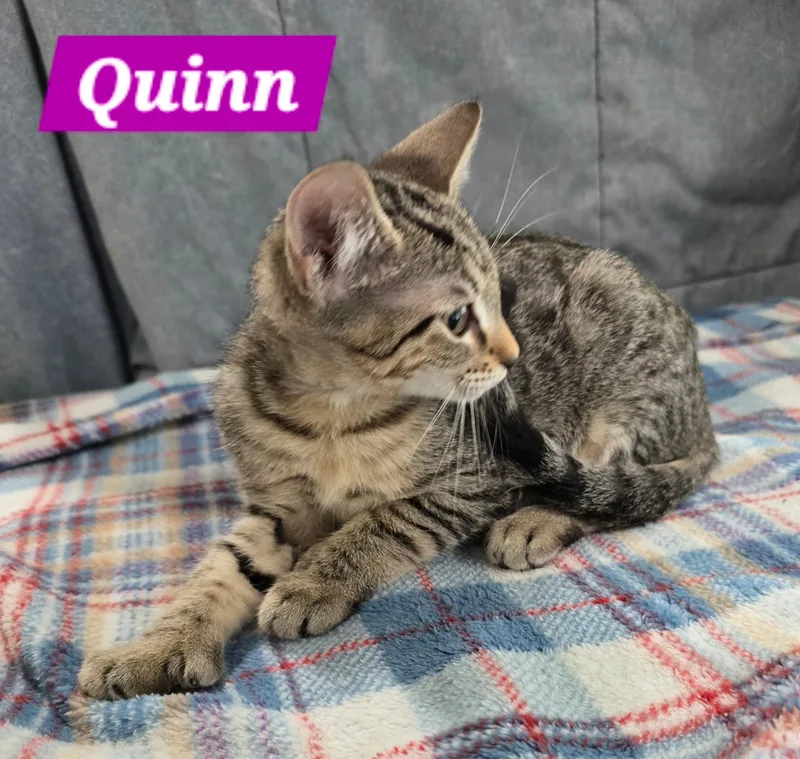 A young medium-sized female Tabby (Brown / Chocolate) Tabby cat named Quinn for adoption in Miami, FL