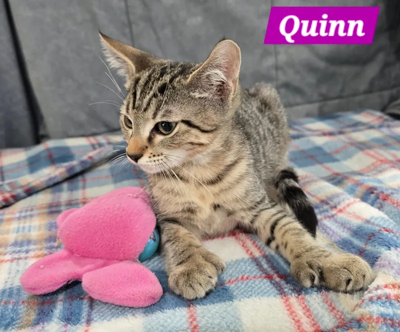 Quinn thumbnail 2