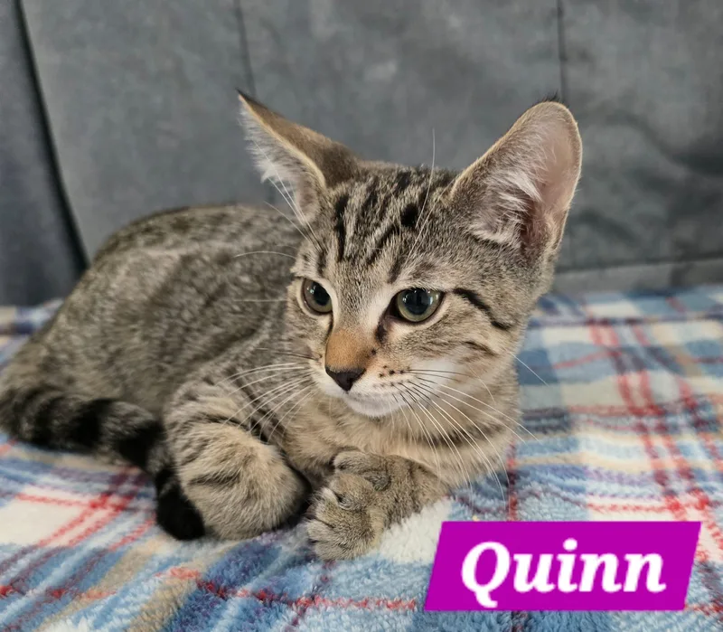 Quinn thumbnail 3