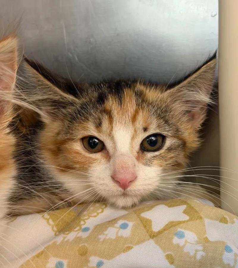 A baby medium-sized female Domestic Short Hair cat named Peyton for adoption in Pomona, NY