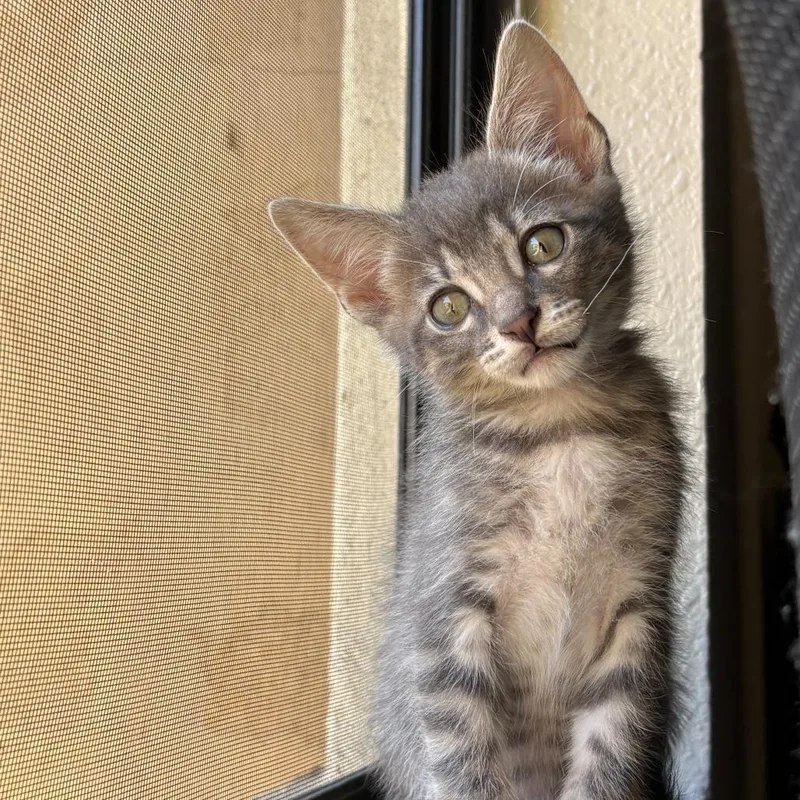 A baby small-sized male Gray / Blue / Silver Domestic Short Hair cat named Fire for adoption in San Diego, CA