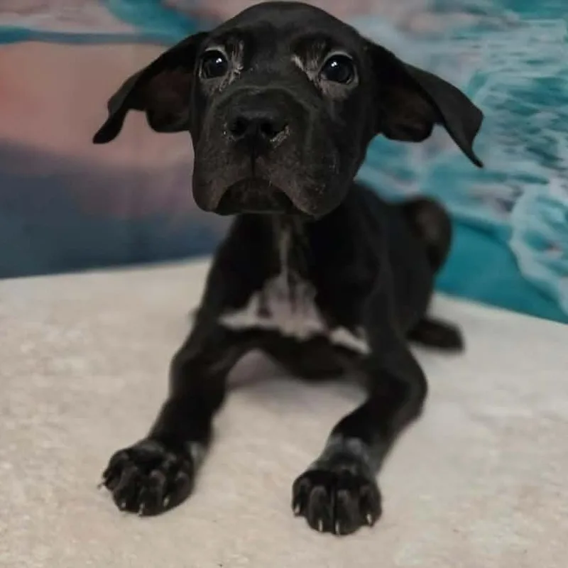 A baby medium-sized female Black Pit Bull Terrier dog named Zara for adoption in Griswold, CT