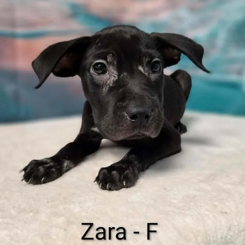Zara thumbnail 2