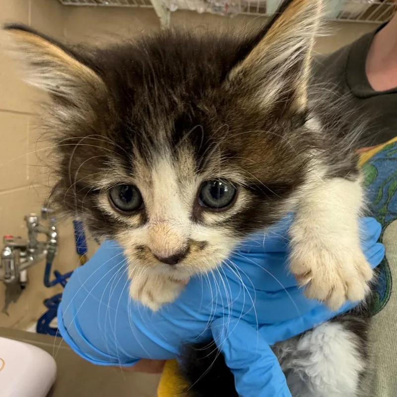 A baby small-sized male Brown / Chocolate Domestic Medium Hair cat named Baby Bottle Pop for adoption in Troy, VA