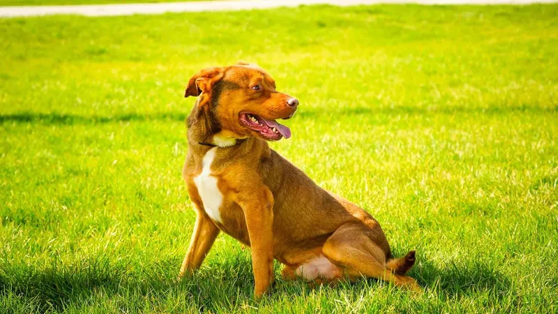 An adult medium-sized male Brown / Chocolate Labrador Retriever dog named Bruno for adoption in Kenton, OH