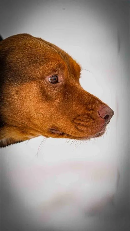 Bruno thumbnail 2