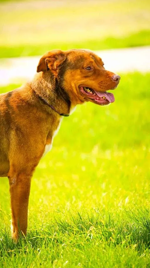 Bruno thumbnail 3