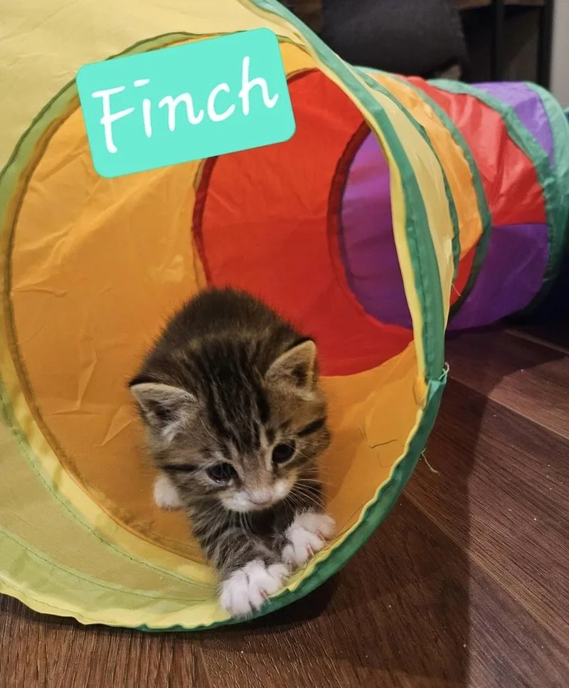 A baby small-sized male Domestic Short Hair cat named Finch for adoption in Chalfont, PA