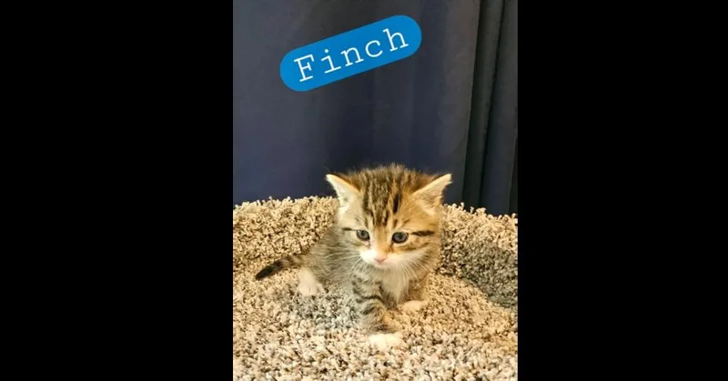 Finch thumbnail 2
