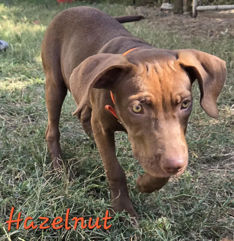 Hazelnut