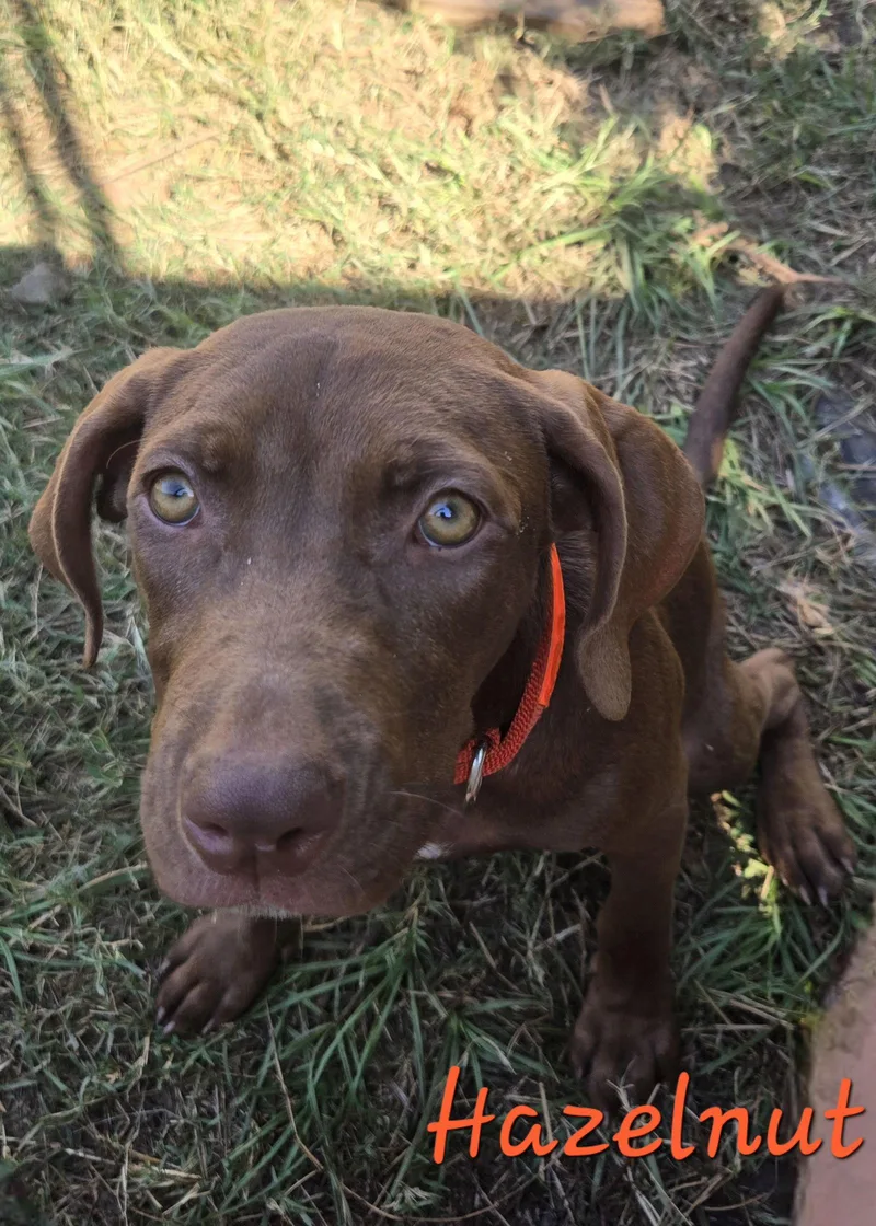 Hazelnut thumbnail 2