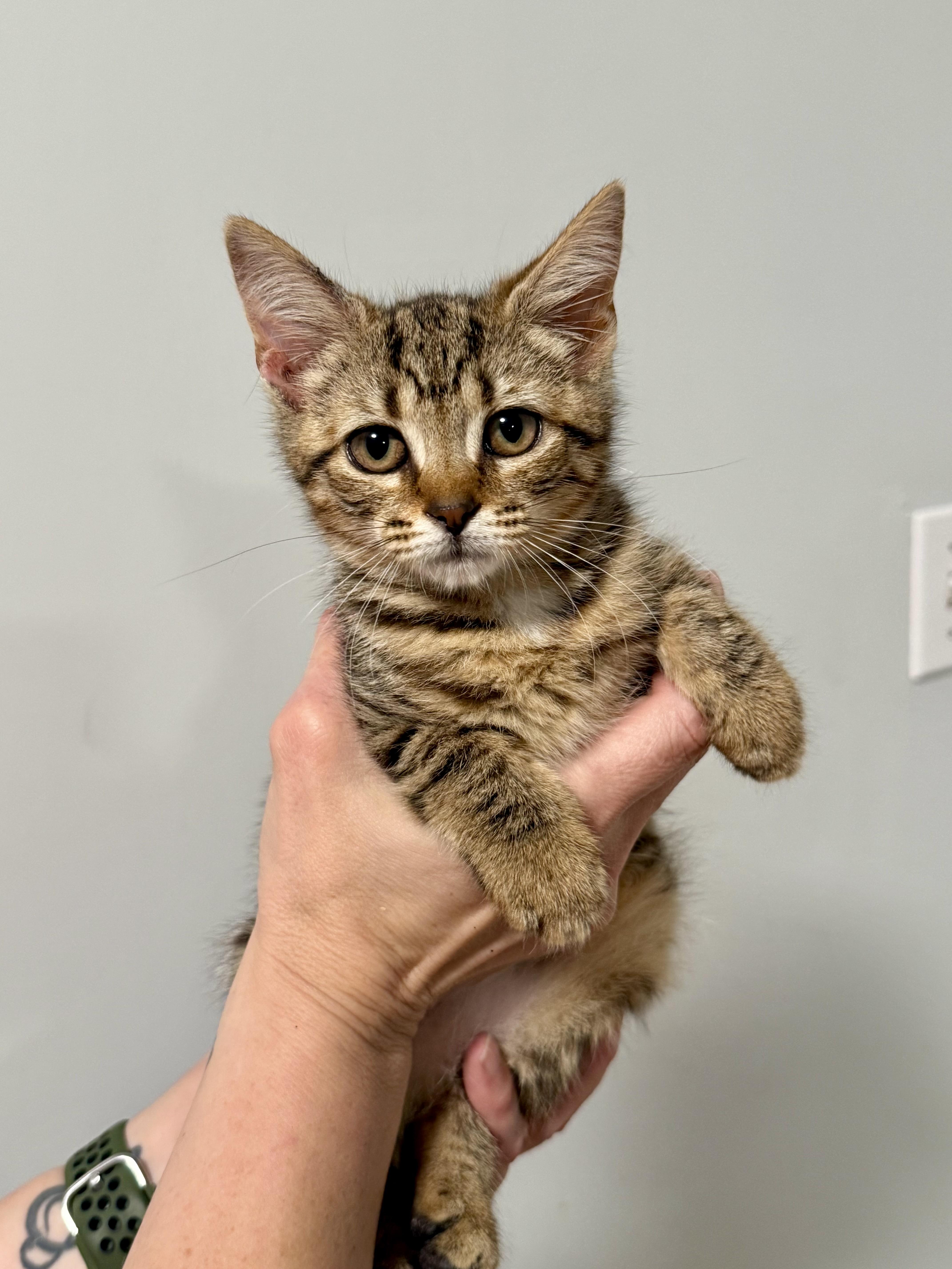 A baby small-sized female Tabby (Buff / Tan / Fawn) Domestic Short Hair cat named Winnie for adoption in Johnson City, TN