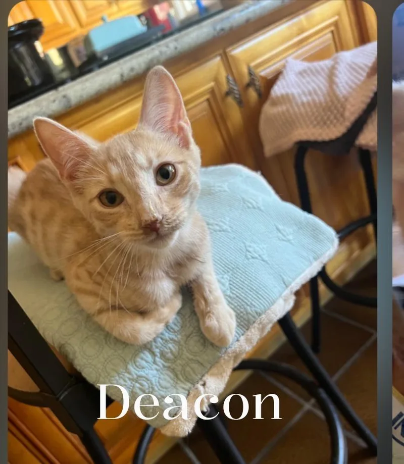 A baby medium-sized male Domestic Medium Hair cat named Deacon for adoption in San Pedro, CA