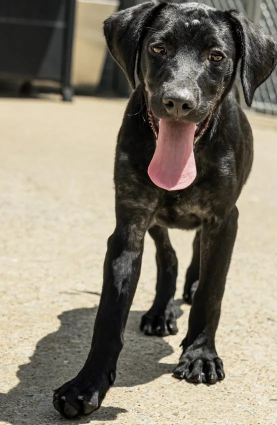Kona