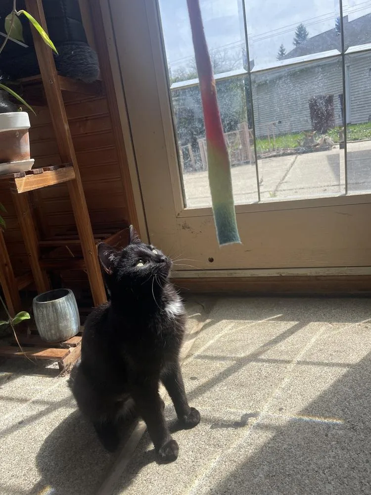 A young small-sized female Black Domestic Short Hair cat named Poppy for adoption in Union Grove, WI