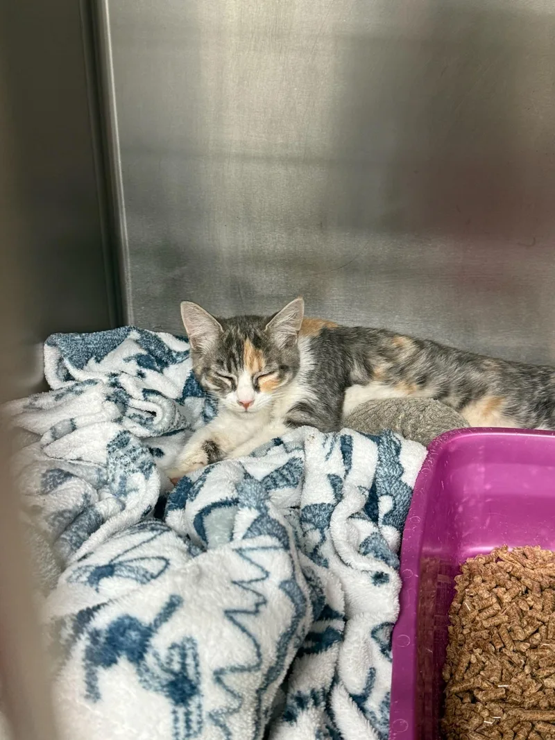 A baby medium-sized female Orange & White Domestic Short Hair cat named Unity for adoption in Kent, WA