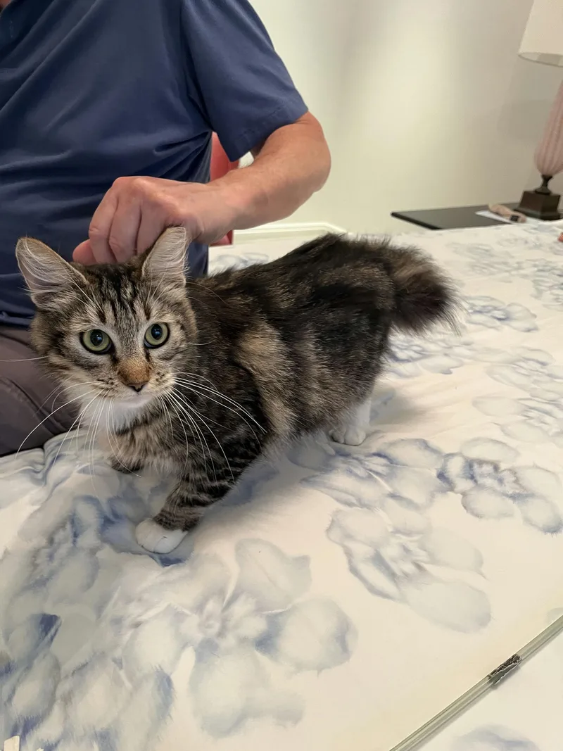 A young small-sized female Tabby (Brown / Chocolate) Domestic Medium Hair cat named Asia for adoption in Houston, TX