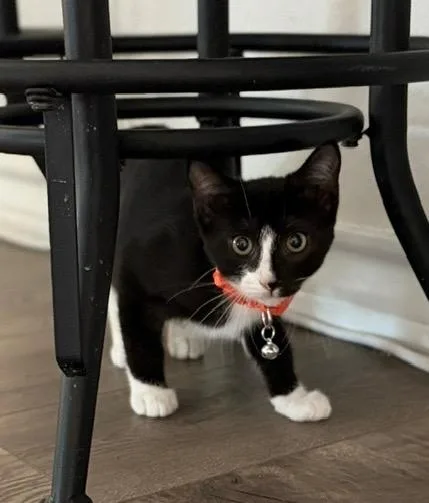 A baby small-sized male Tabby cat named Axe for adoption in San Antonio, TX