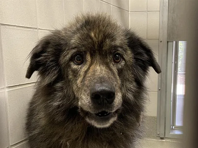 An adult medium-sized male Great Pyrenees dog named Koda for adoption in Auburn, CA