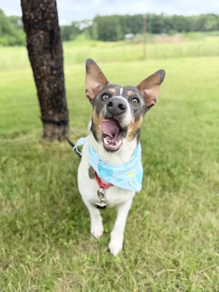 A young medium-sized male Mixed Breed dog named Kurt for adoption in Menomonie, WI