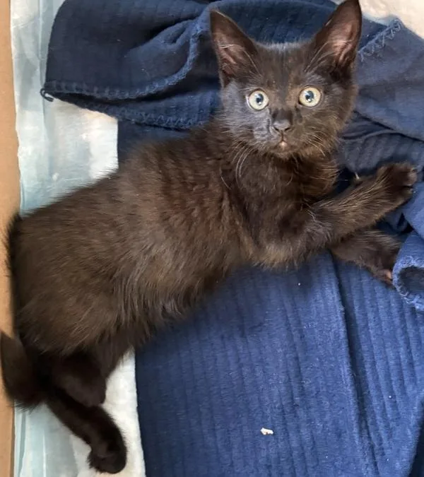 A baby small-sized female Domestic Short Hair cat named Vf Diva for adoption in Lawrenceville, GA
