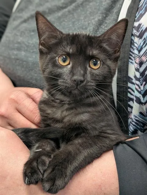 A baby small-sized female Domestic Short Hair cat named Smudge for adoption in Canfield, OH