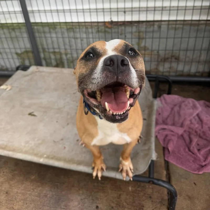 A senior medium-sized male Yellow / Tan / Blond / Fawn Pit Bull Terrier dog named Boogie for adoption in Hanna City, IL