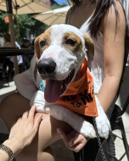 A young medium-sized male Hound dog named Luke for adoption in Washington, DC