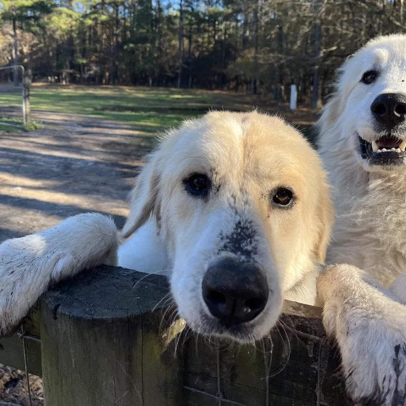 Nakoanikki thumbnail 3