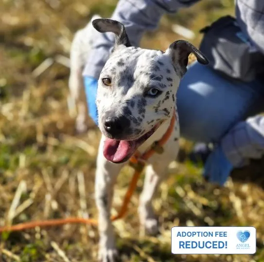 An adult medium-sized female Australian Cattle Dog / Blue Heeler dog named Melissa for adoption in Naperville, IL