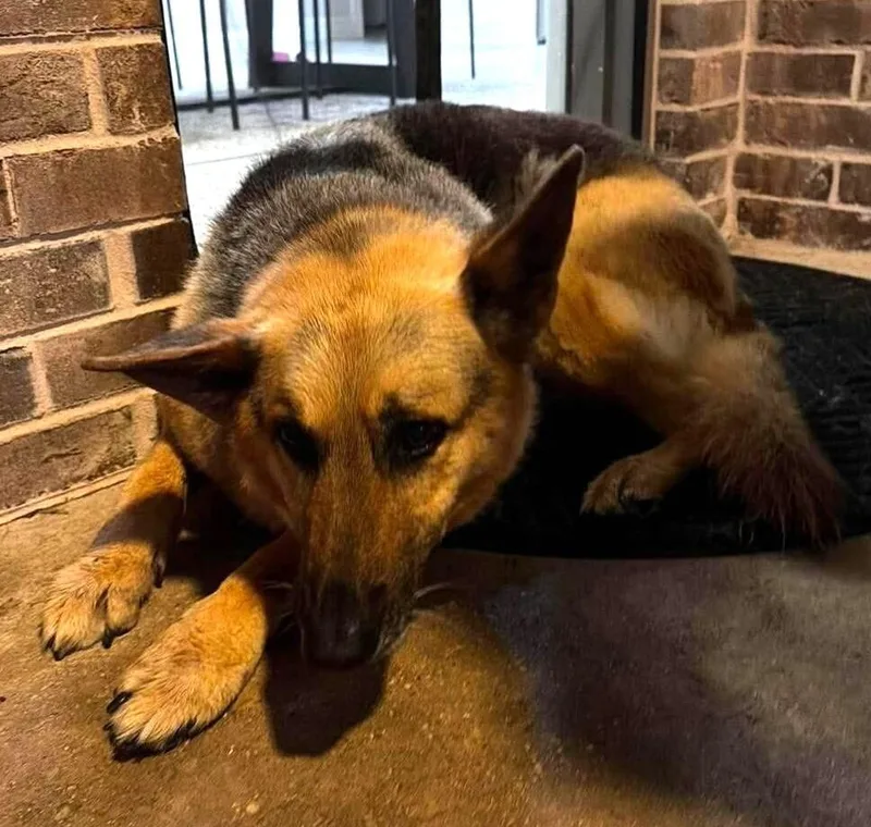An adult medium-sized female Brown / Chocolate German Shepherd Dog dog named Baya for adoption in Dallas, TX