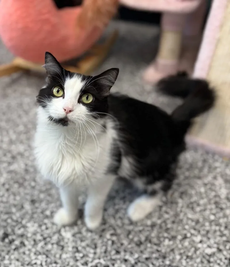 An adult medium-sized female Black & White / Tuxedo Domestic Medium Hair cat named Buttons for adoption in Cortland, OH