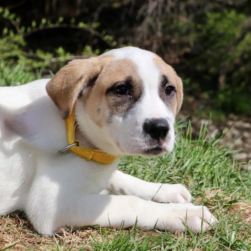 A baby medium-sized female Apricot / Beige Anatolian Shepherd dog named Jade for adoption in Allentown, PA