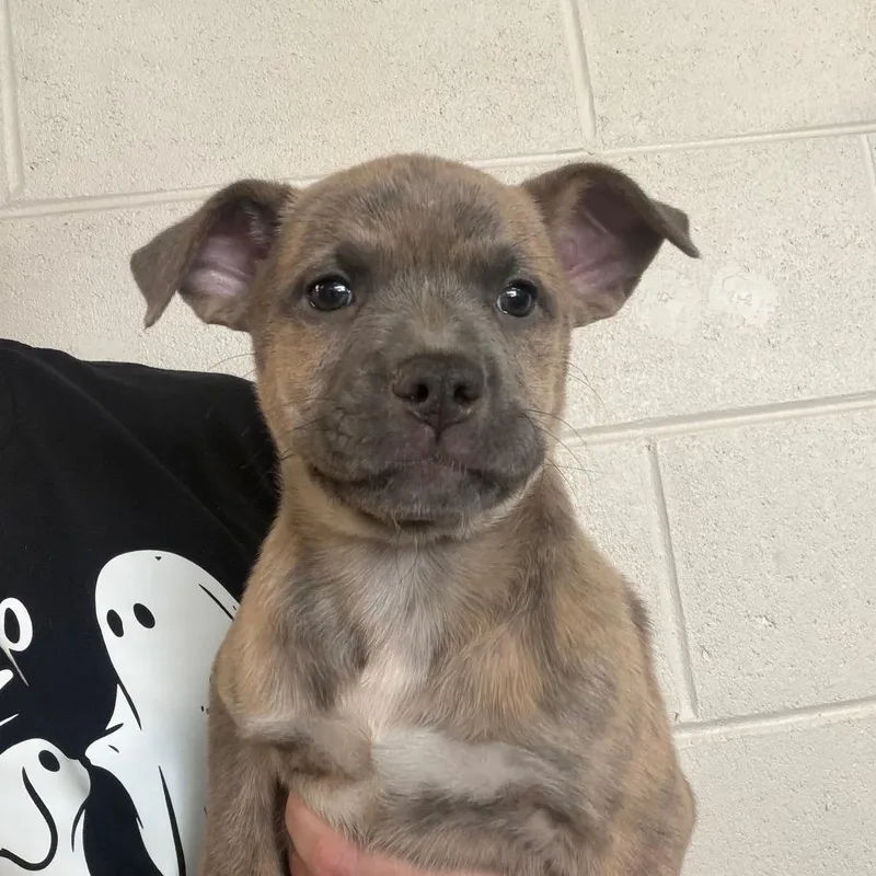 A baby medium-sized female Yellow / Tan / Blond / Fawn Mixed Breed dog named Tinsley for adoption in DeKalb, IL