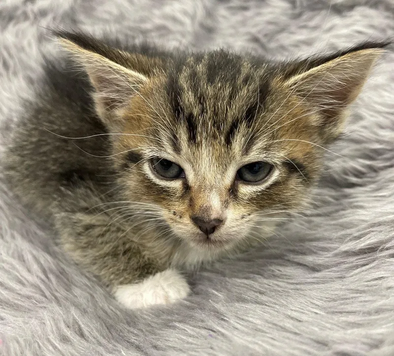 A baby medium-sized female Tabby cat named Cosmosoma for adoption in Island Lake, IL