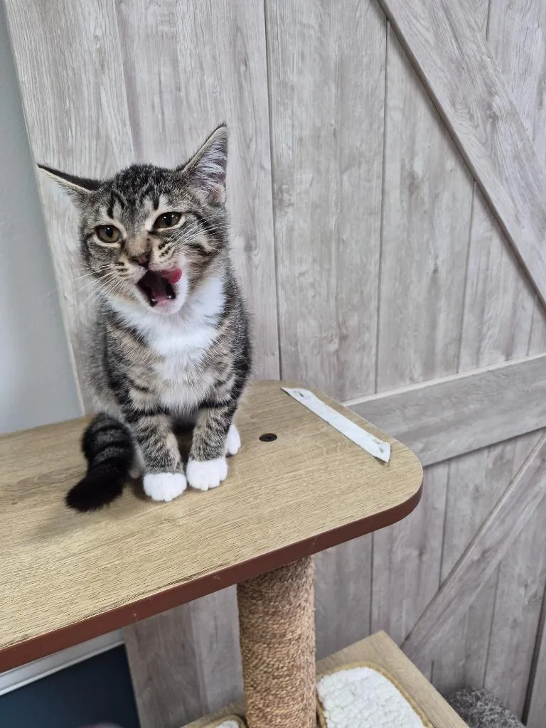A baby medium-sized female Domestic Short Hair cat named Boots for adoption in Rome, GA