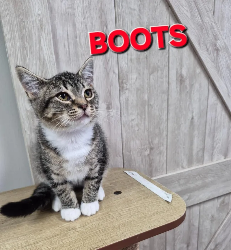 Boots thumbnail 2