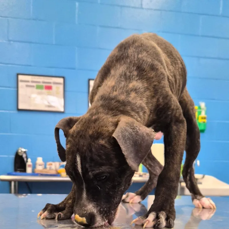 A young small-sized male Brindle Pit Bull Terrier dog named Ming for adoption in Montgomery, AL